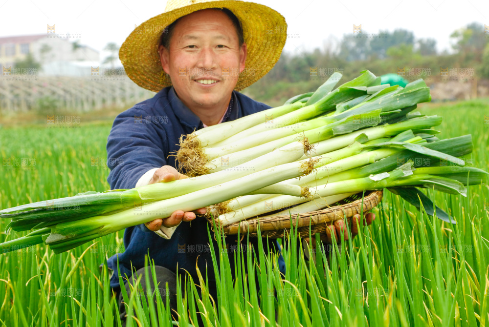 农民手里拿着大葱