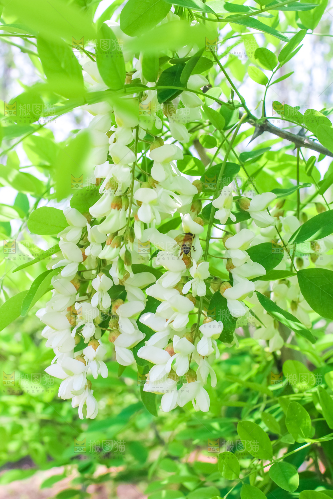 槐树槐花