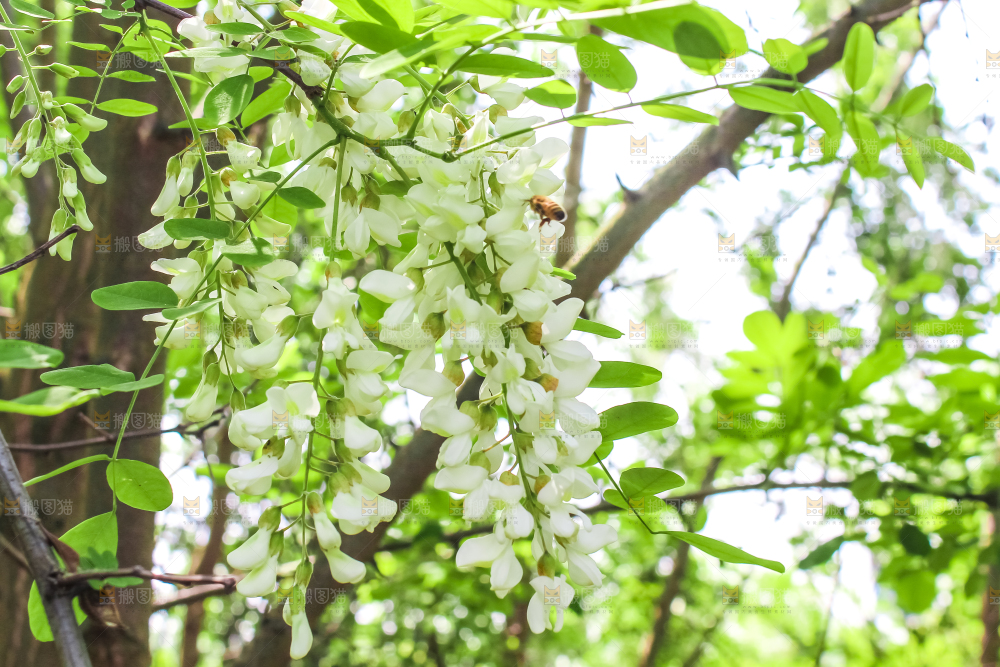 槐树槐花