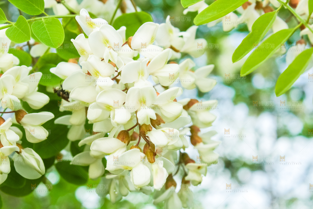 槐树槐花