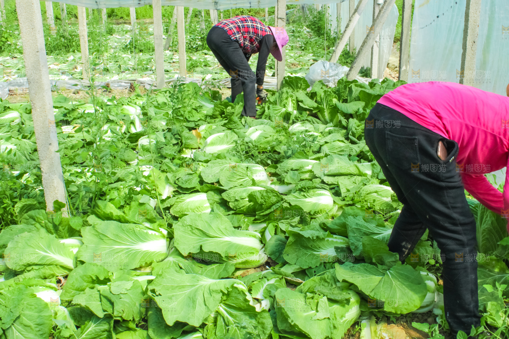 农民正在摘白菜
