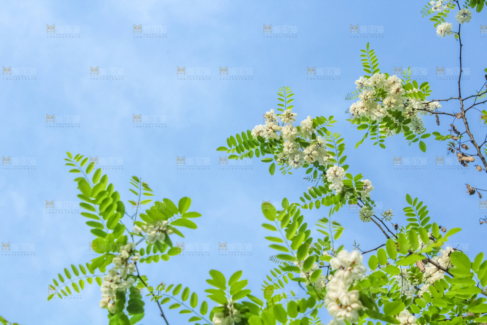 槐树槐花