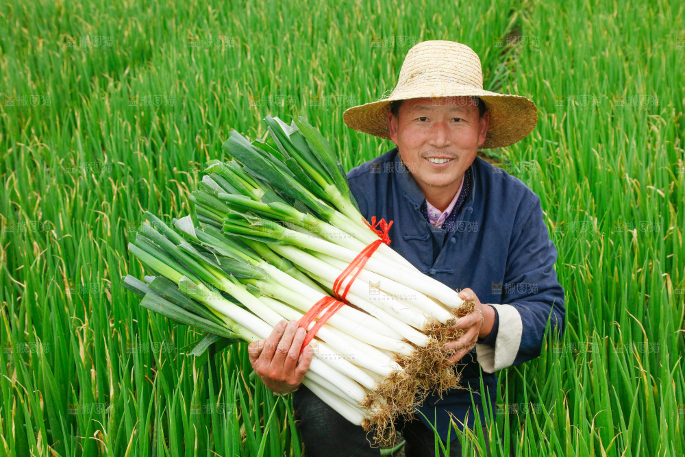 农民手里拿着大葱