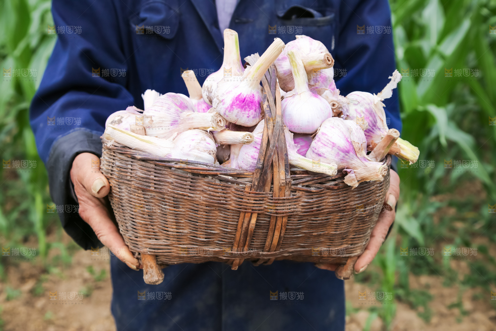 农民正在收大蒜
