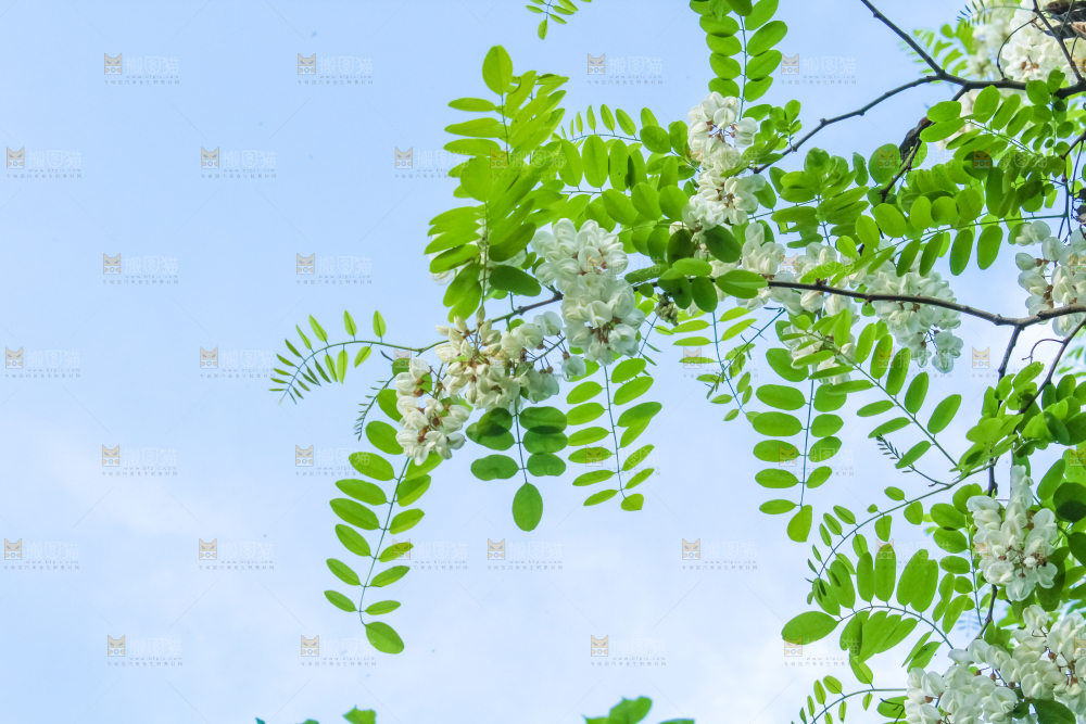 槐树槐花