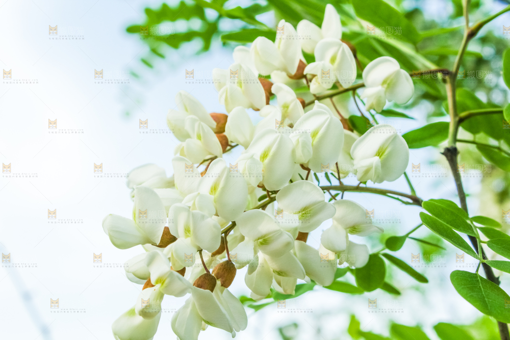 槐树槐花