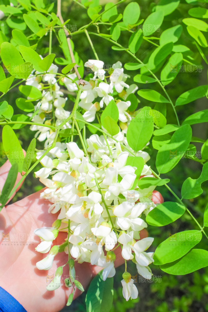 槐树槐花