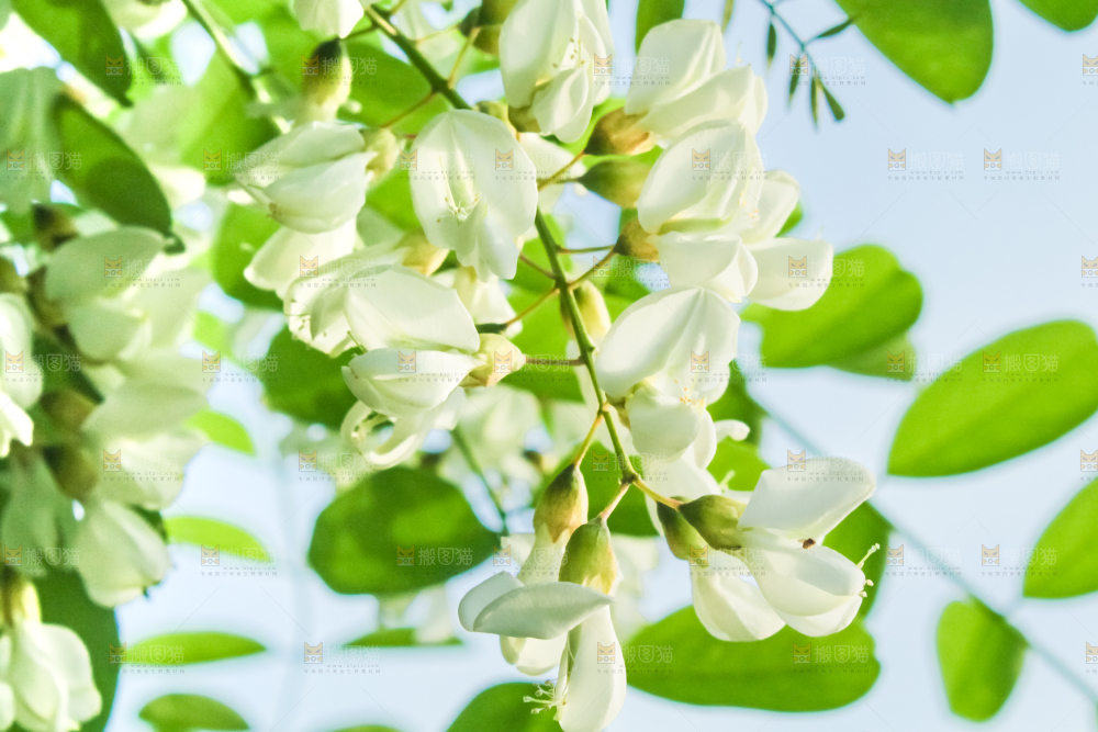 槐树槐花