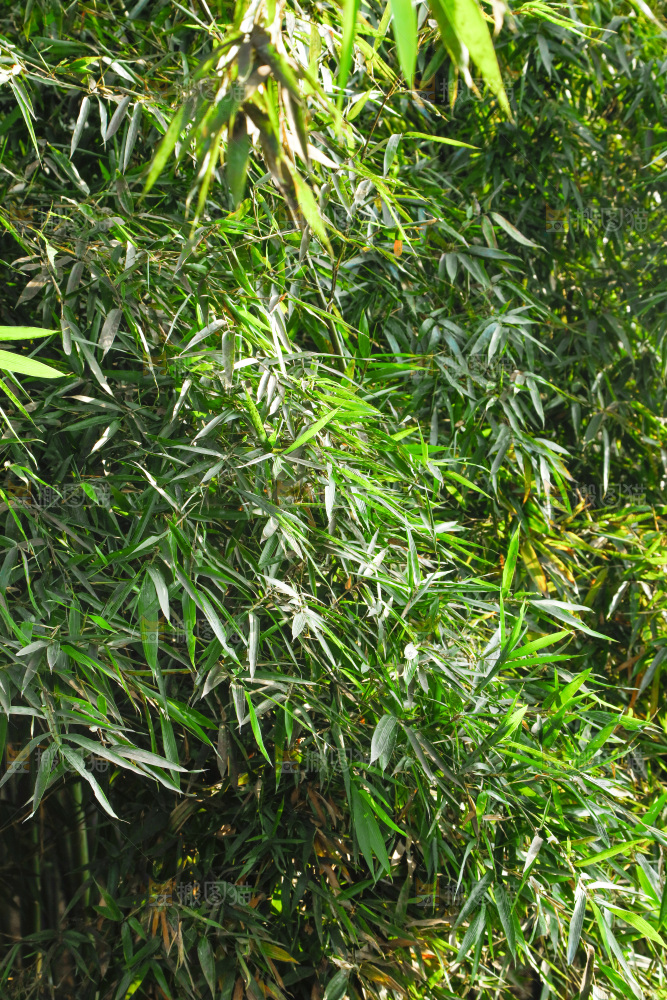 一片竹林