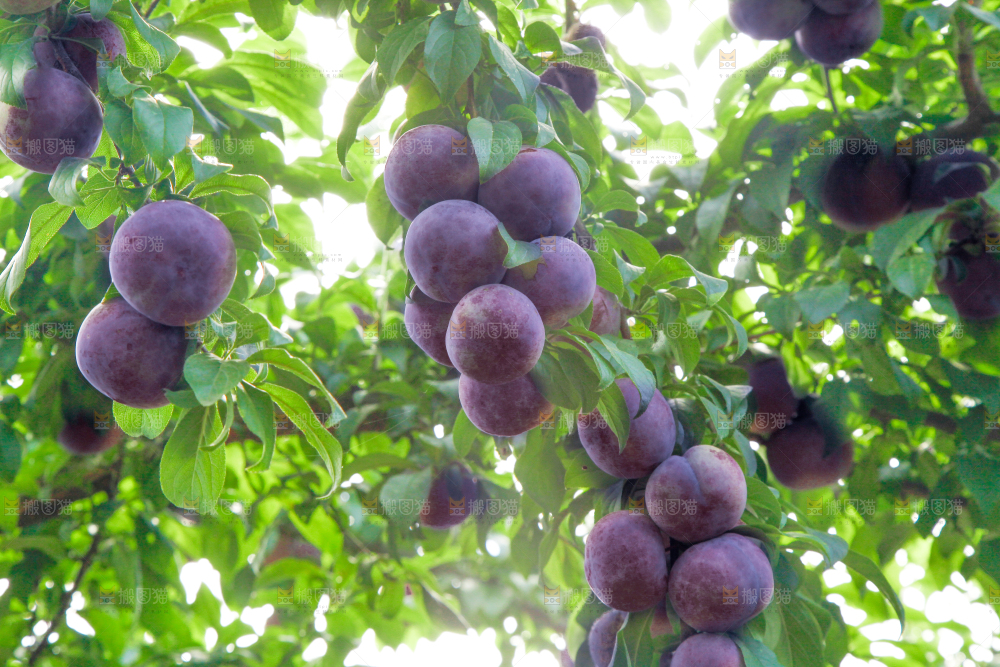 树上挂着黑布李