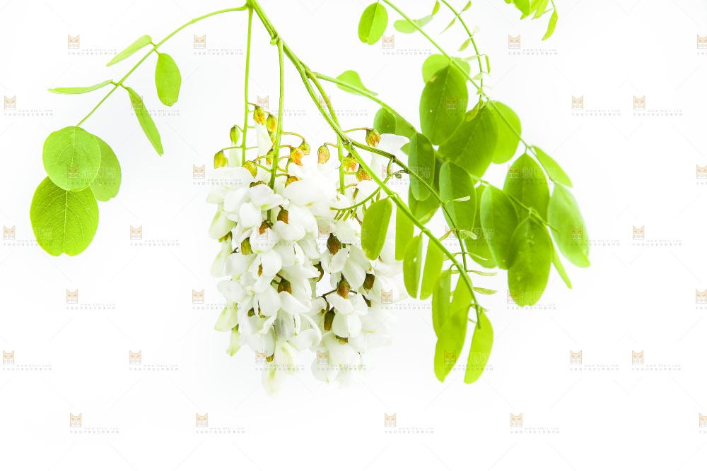 白底上的槐树花