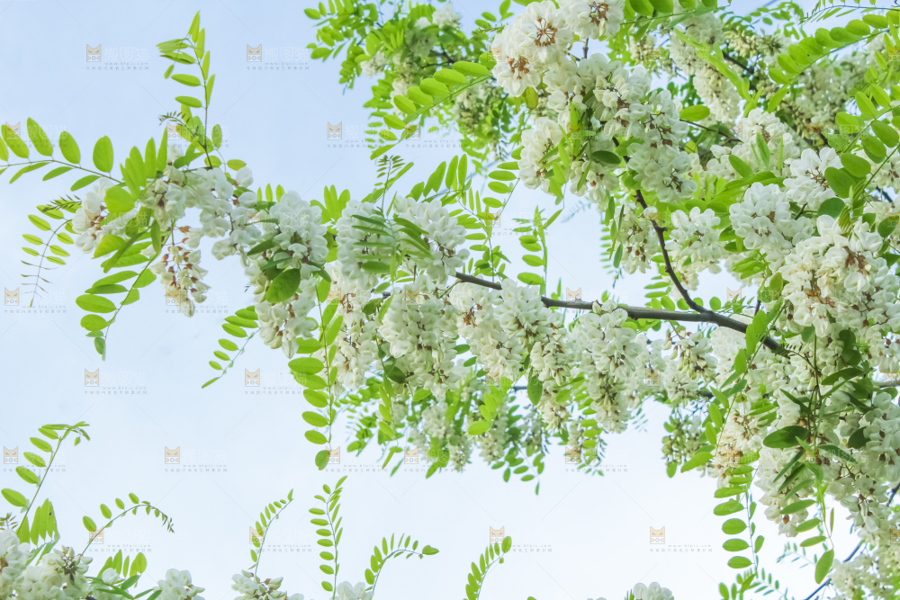 槐树槐花