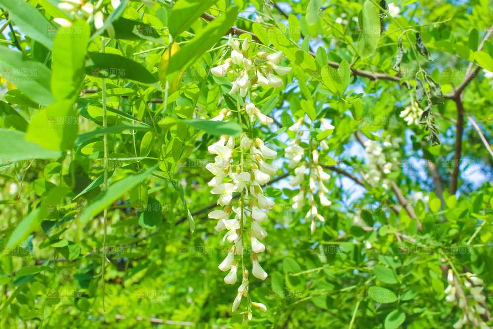 槐树槐花