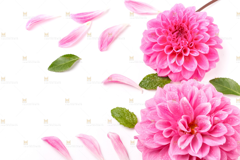 白底上放着花蕾