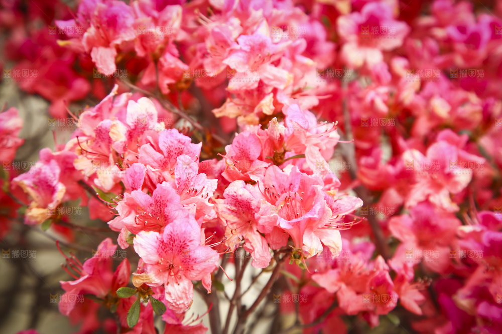 盛开的花朵