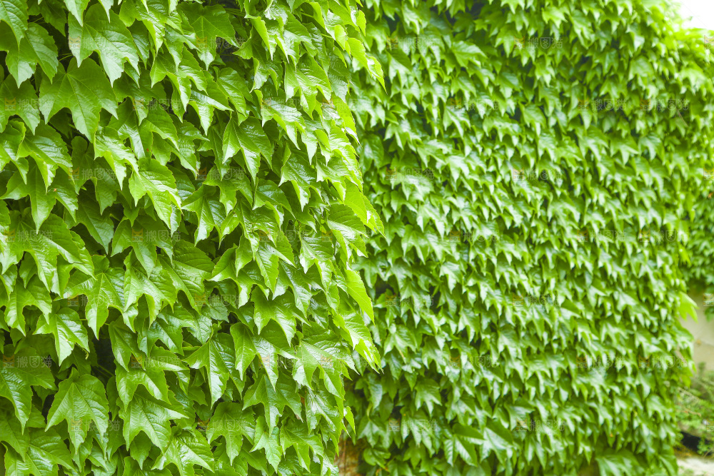 一片爬山虎