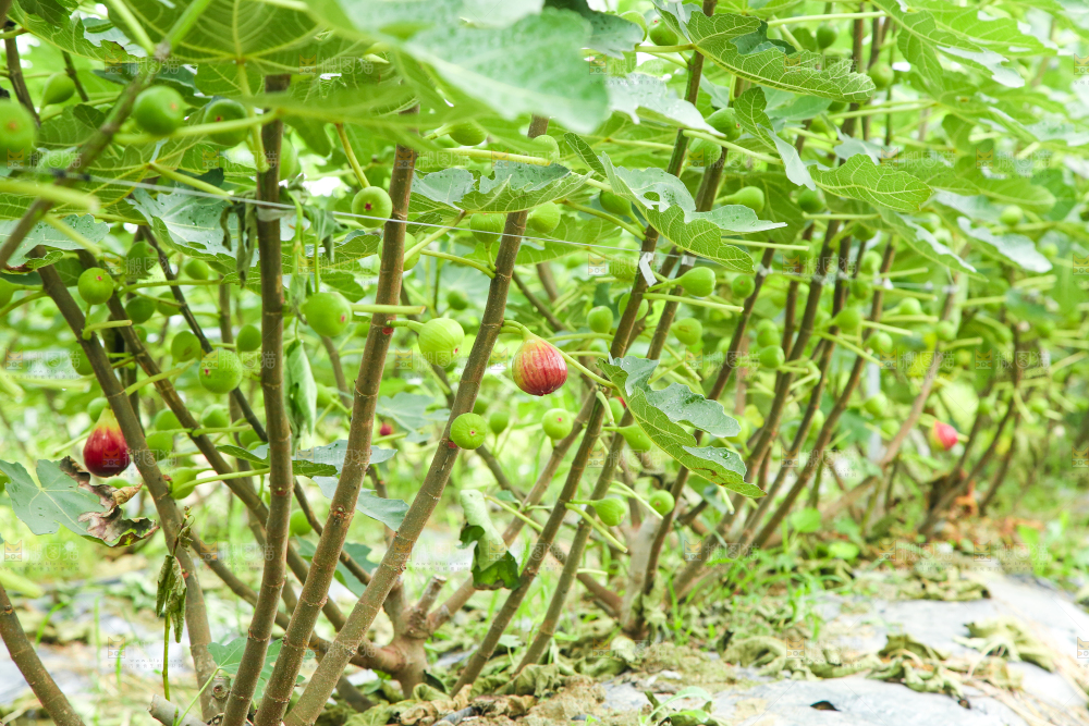 户外的无花果树