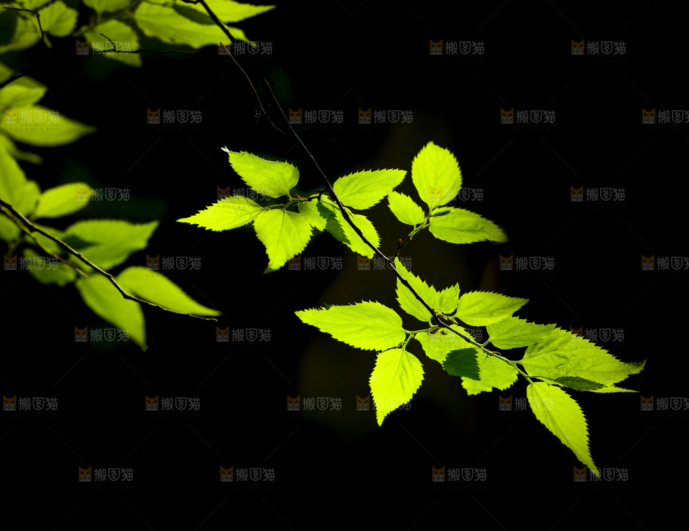 黑底上的树枝