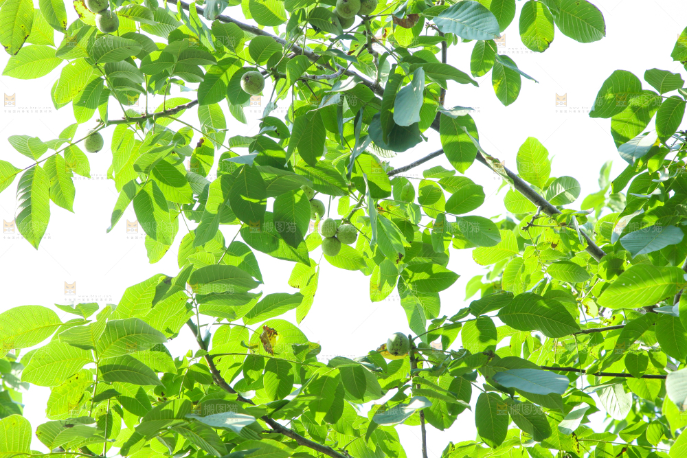 一颗核桃树