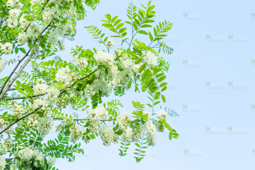 槐树槐花