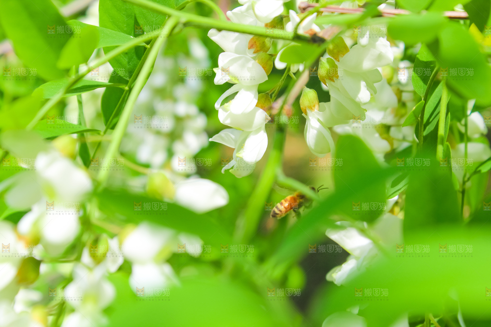 槐树槐花