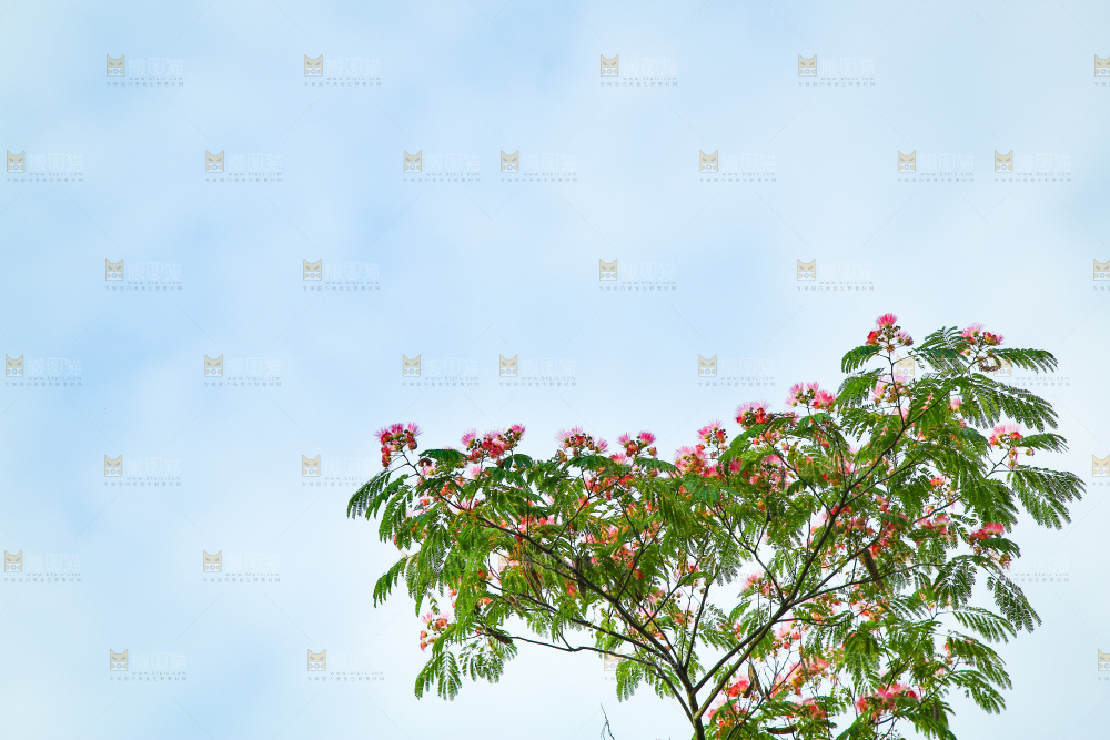 合欢树绿植