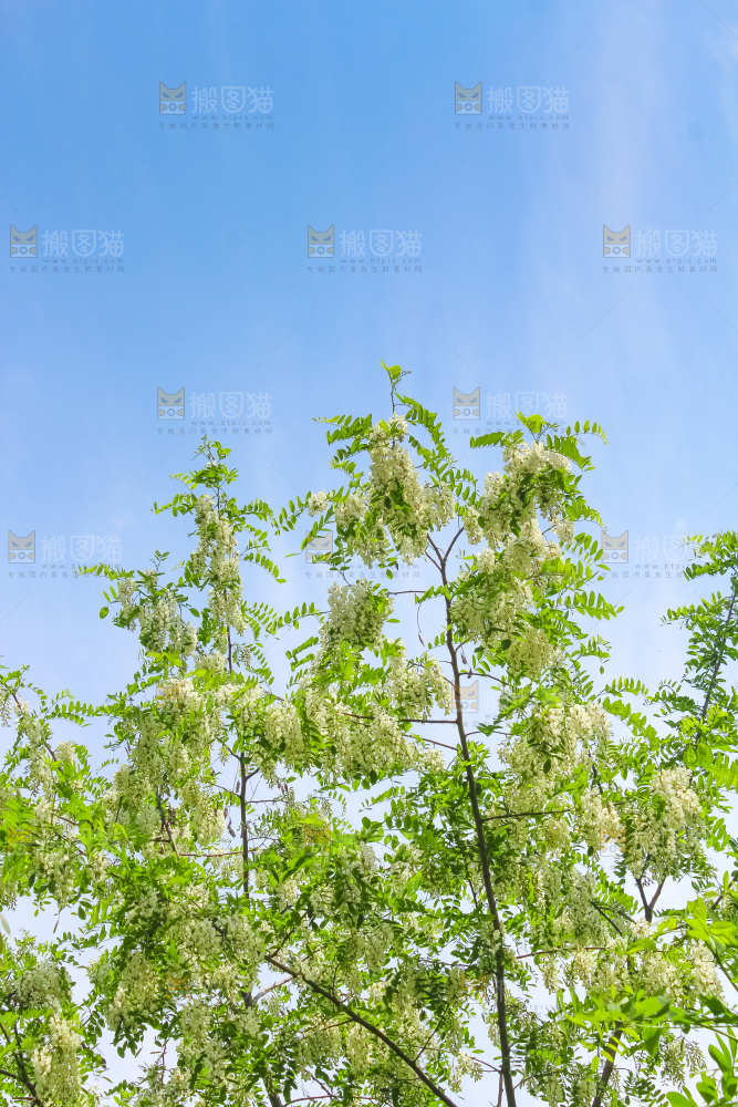 槐树槐花