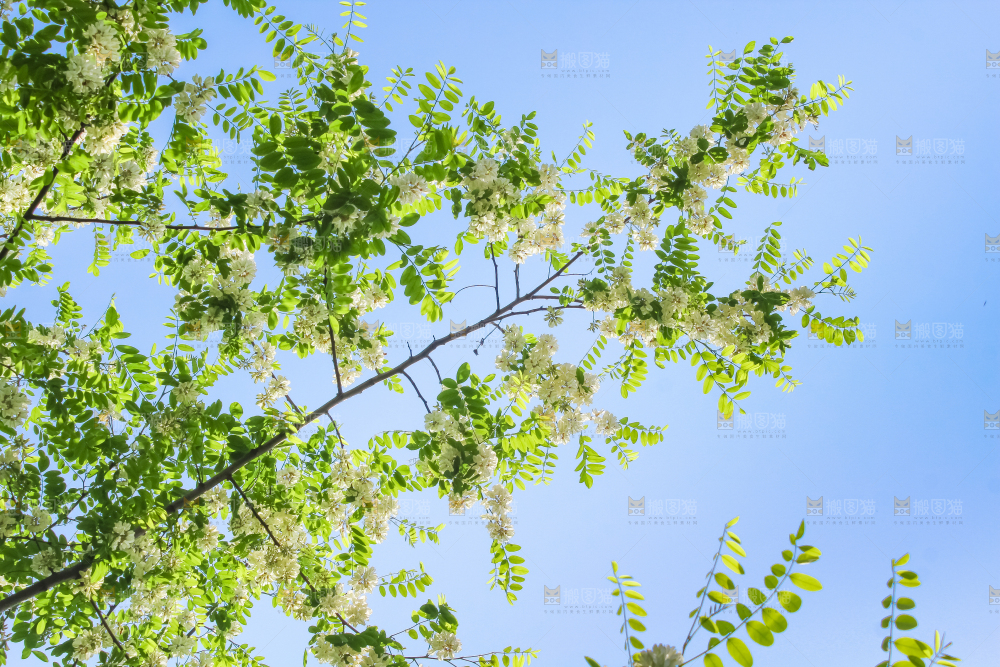 槐树槐花