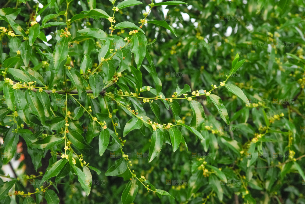 一颗枣子树