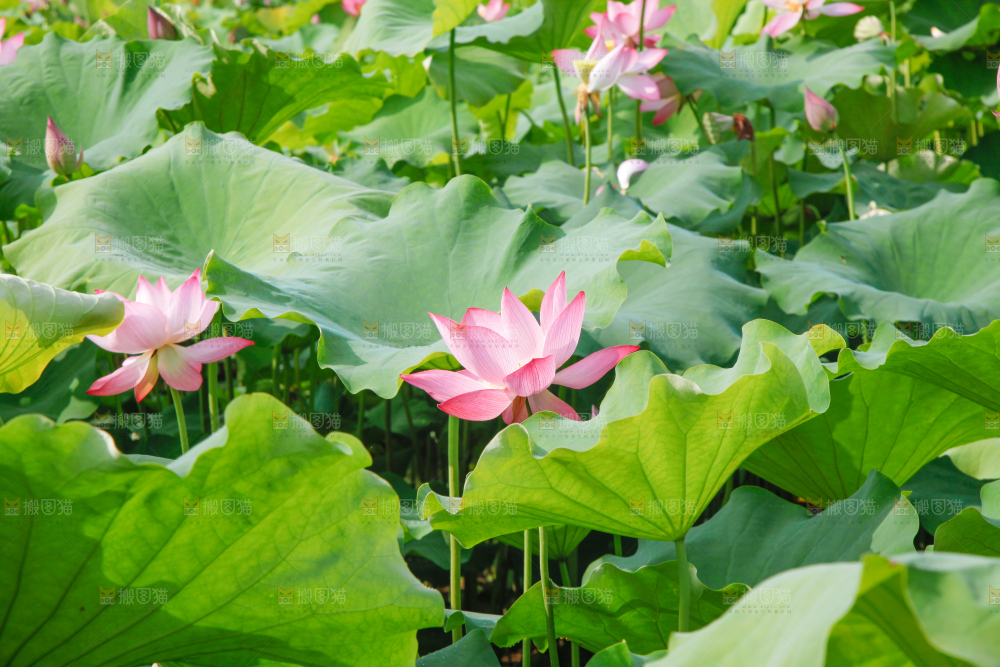 池塘里的荷花