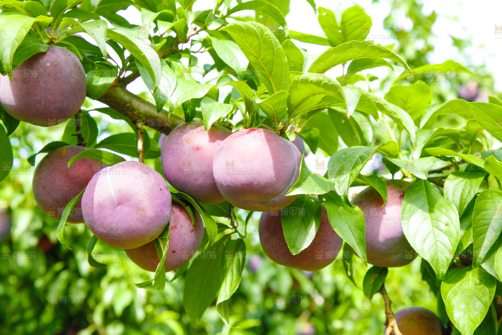 树上挂着黑布李