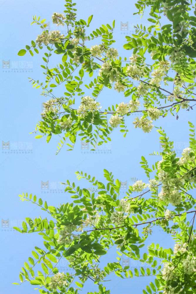 槐树槐花