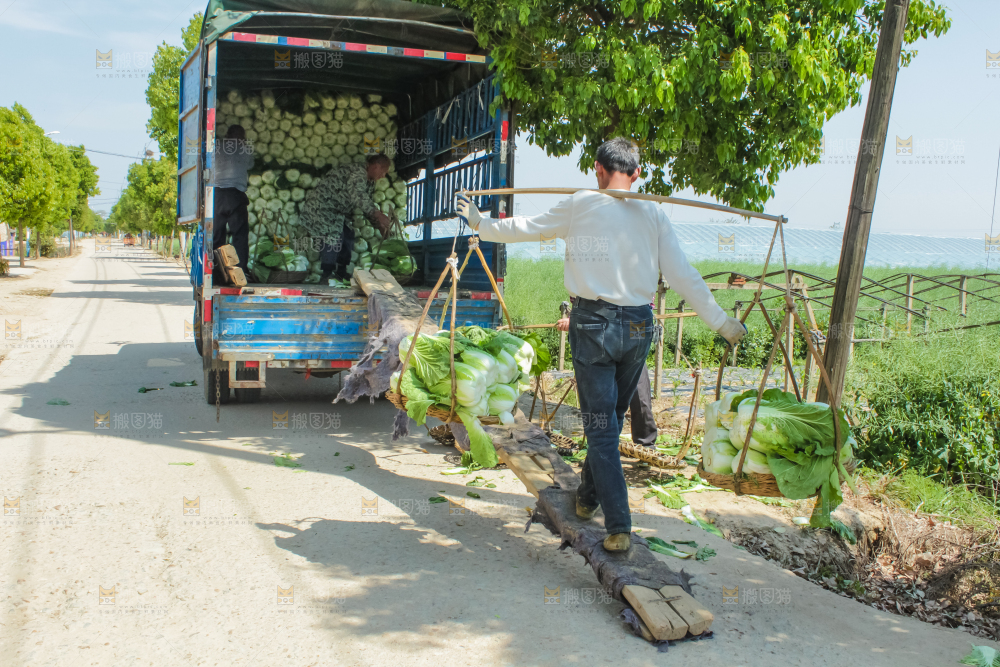 车上正在装着白菜
