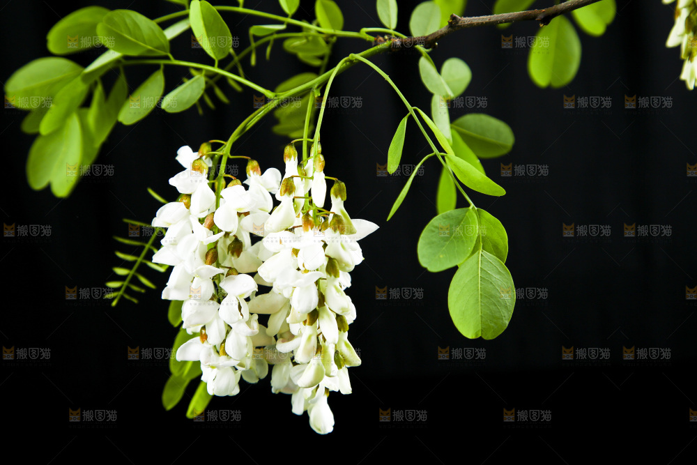 黑底上的槐树花