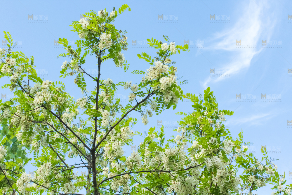 槐树槐花
