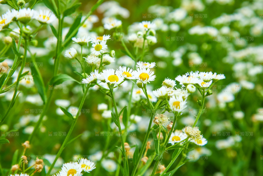 盛开的小雏菊花