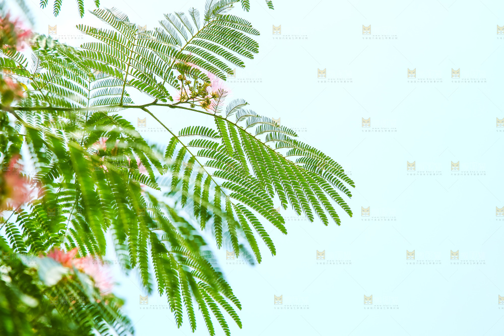 合欢树绿植