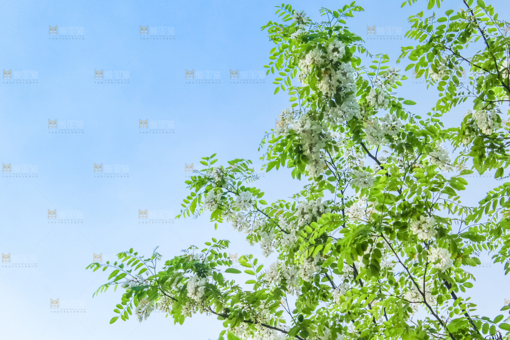 槐树槐花