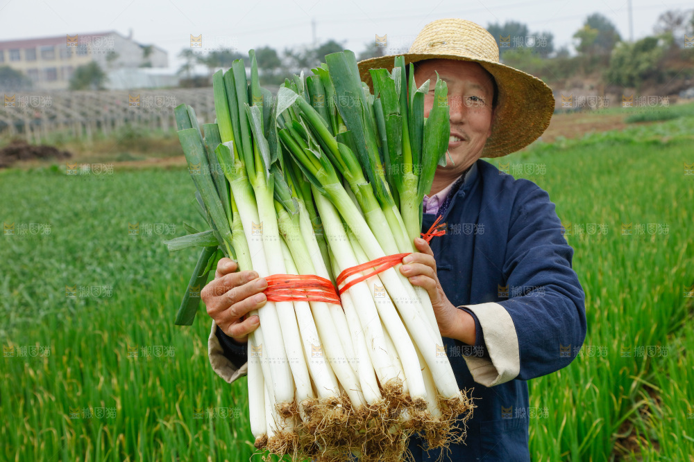 农民手里拿着大葱