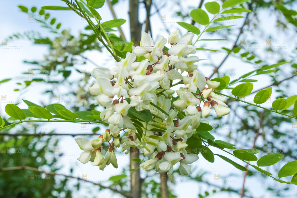 槐树槐花