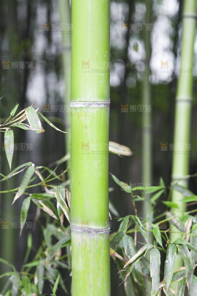 一片竹林