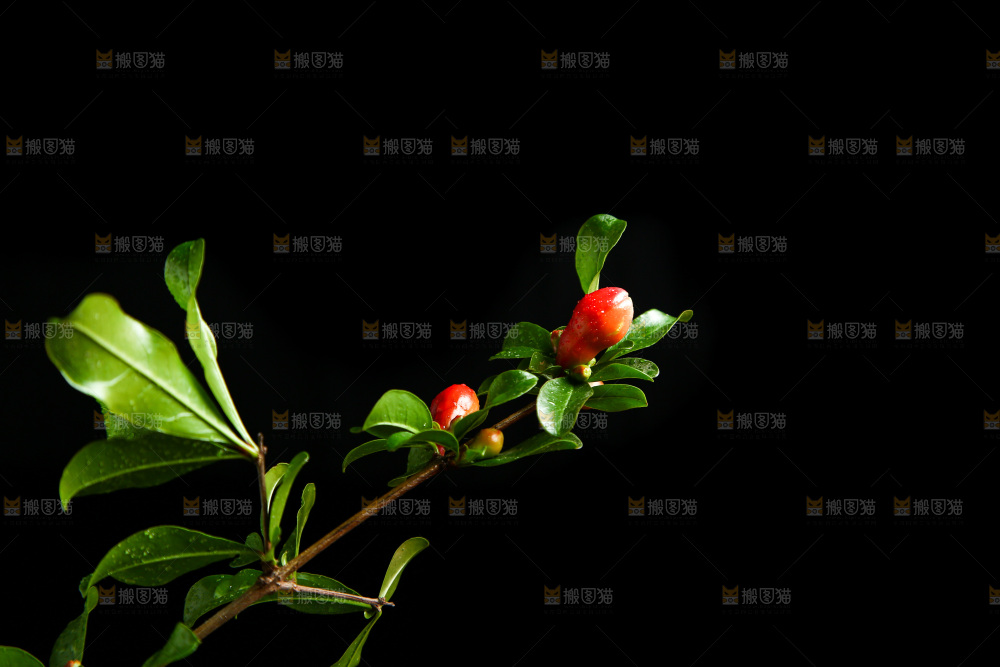 黑底上的石榴花