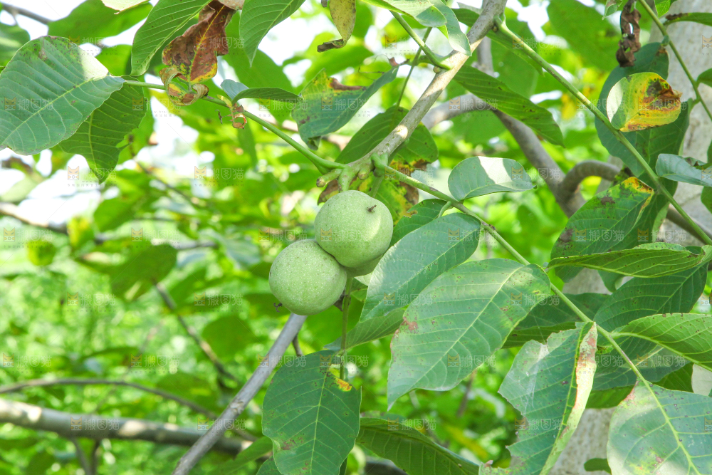 一颗核桃树
