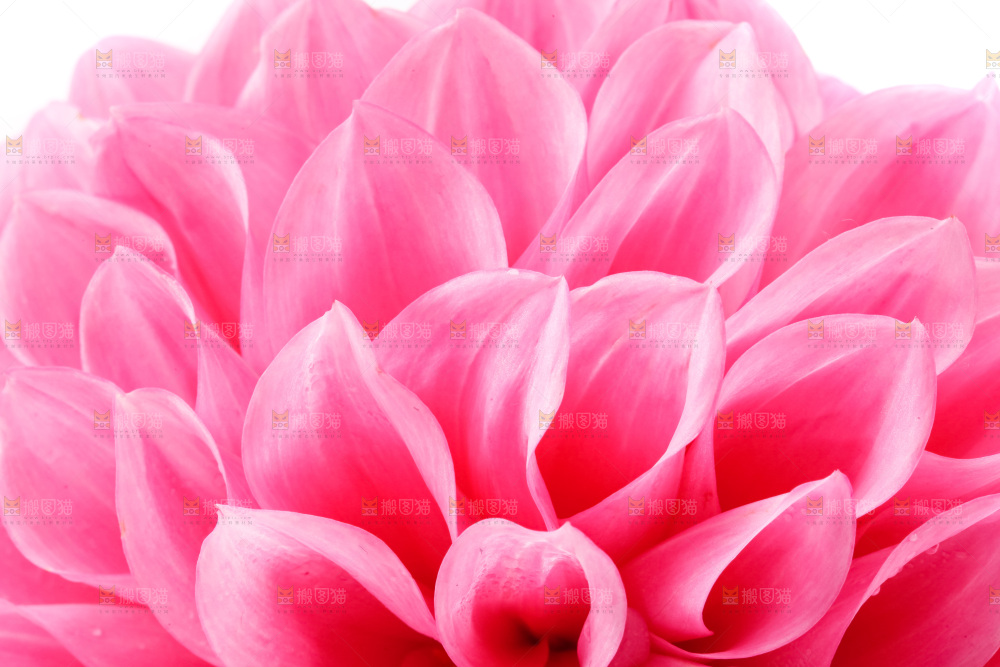 白底上放着花蕾