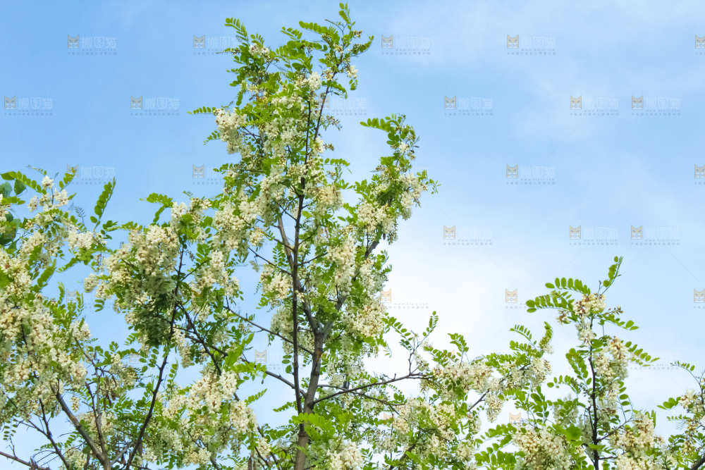 槐树槐花