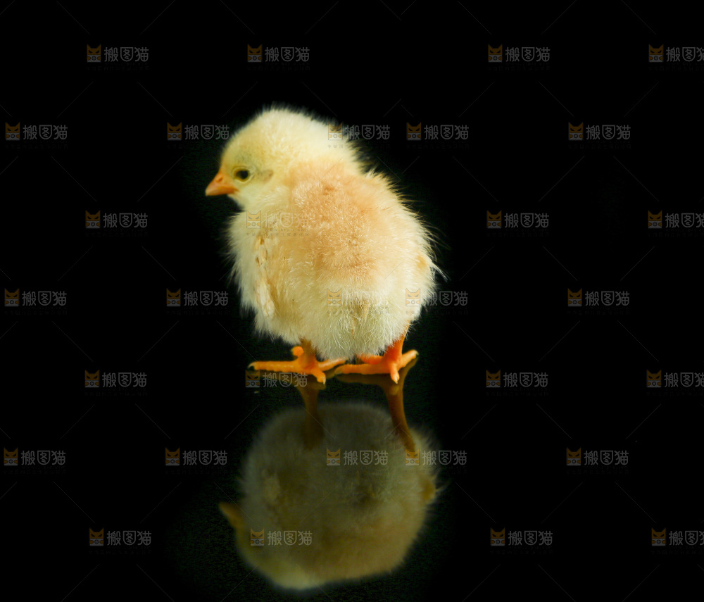 黑底上的小鸡