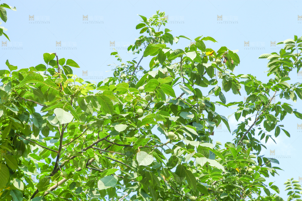 一颗核桃树