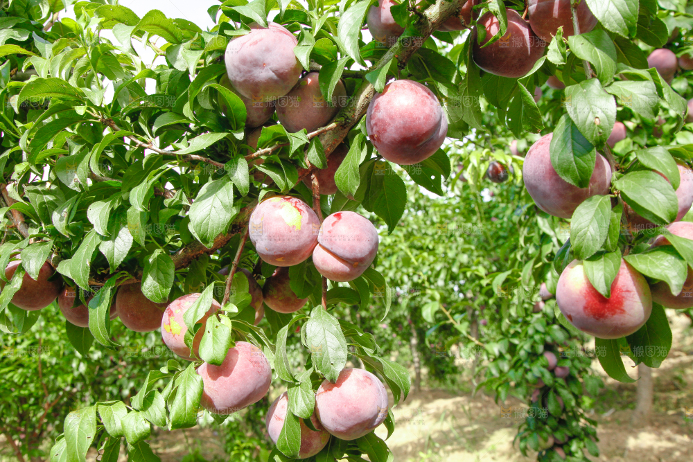 树上挂着黑布李