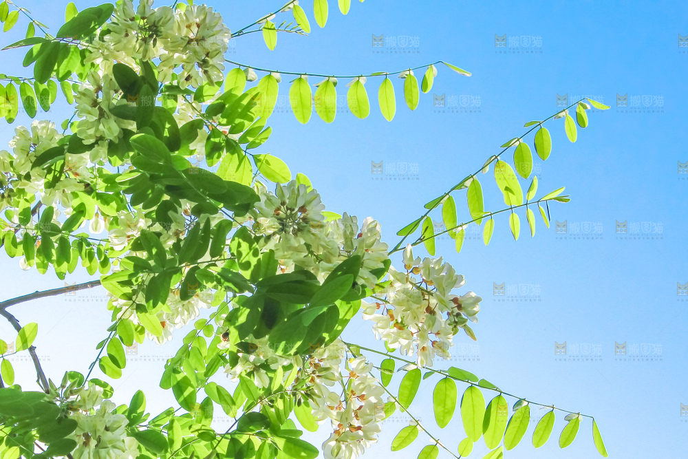 槐树槐花