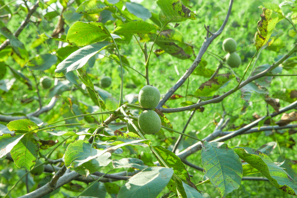一颗核桃树